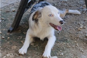 Emma - Miniature Australian Shepherd for sale