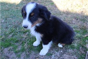 Huck - Miniature Australian Shepherd for sale