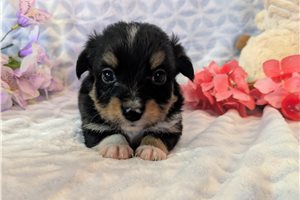 Delilah - Miniature Australian Shepherd for sale
