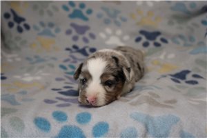 Harlow - Miniature Australian Shepherd for sale