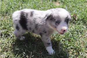 Fiona - Miniature Australian Shepherd for sale