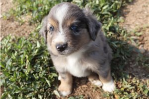 Daniel - Miniature Australian Shepherd for sale