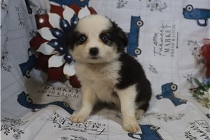 Eleanor - Miniature Australian Shepherd for sale