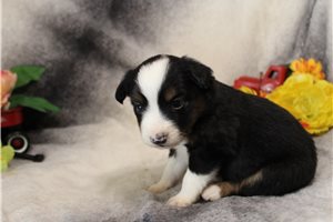 Helena - Miniature Australian Shepherd for sale