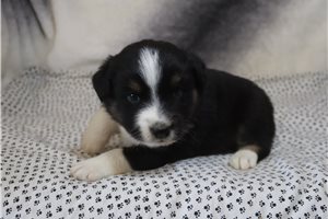 Dane - Miniature Australian Shepherd for sale