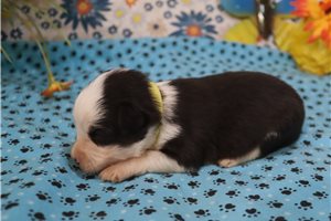 Eleanor - puppy for sale