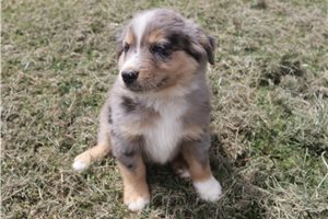 Daniel - Miniature Australian Shepherd for sale