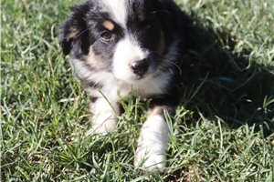 Felix - Miniature Australian Shepherd for sale