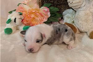 Daisy - Miniature Australian Shepherd for sale