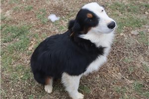 Gilbert - Miniature Australian Shepherd for sale
