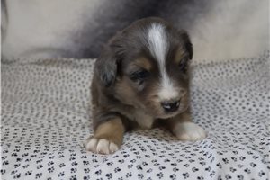 Daniel - Miniature Australian Shepherd for sale