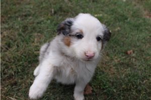 Hamlet - Miniature Australian Shepherd for sale