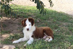 Danny - Miniature Australian Shepherd for sale