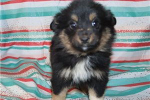 Teeny - puppy for sale
