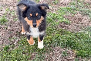 Dawson - Miniature Australian Shepherd for sale