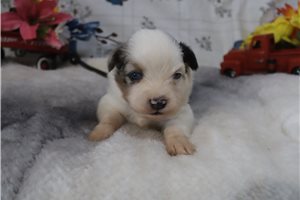 Elijah - Miniature Australian Shepherd for sale