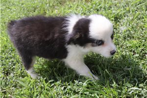 Eleanor - Miniature Australian Shepherd for sale