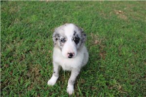 Fiona - Miniature Australian Shepherd for sale