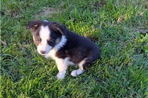 Dylan - Miniature Australian Shepherd for sale