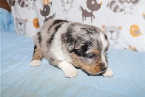 Tess - puppy for sale