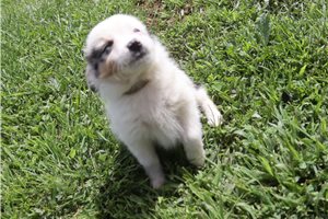 Elijah - Miniature Australian Shepherd for sale