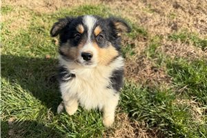 Drake - puppy for sale