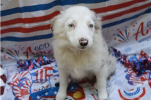 Emma - Miniature Australian Shepherd for sale