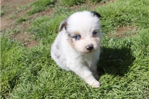 Elijah - Miniature Australian Shepherd for sale