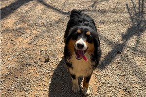 Maximus - puppy for sale