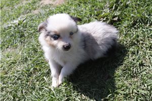 Elijah - Miniature Australian Shepherd for sale