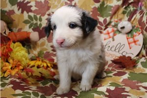 Hamlet - Miniature Australian Shepherd for sale