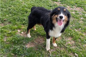 Georgie - puppy for sale