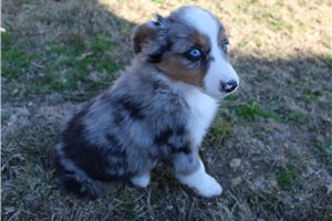 Hope - Miniature Australian Shepherd for sale