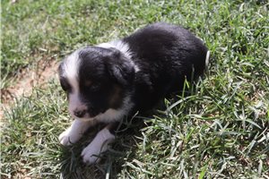 Felix - Miniature Australian Shepherd for sale