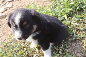 Dane - Miniature Australian Shepherd for sale