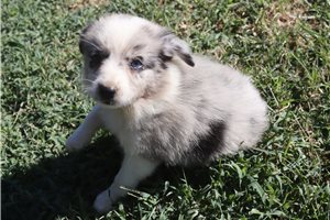 Flora - Miniature Australian Shepherd for sale