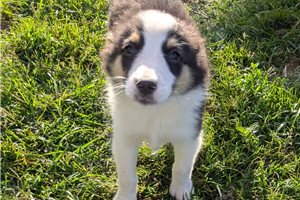 Dylan - Miniature Australian Shepherd for sale