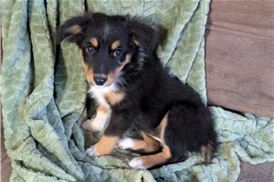 Delilah - Miniature Australian Shepherd for sale