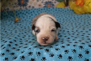 Elijah - puppy for sale