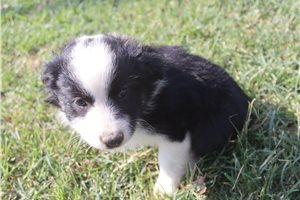 Freya - Miniature Australian Shepherd for sale