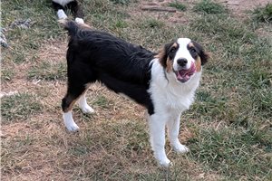 Dylan - Miniature Australian Shepherd for sale