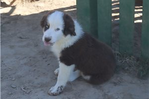 Danny - Miniature Australian Shepherd for sale