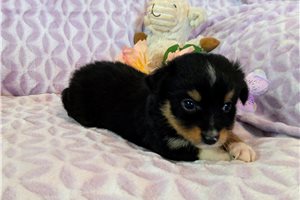 Delilah - Miniature Australian Shepherd for sale