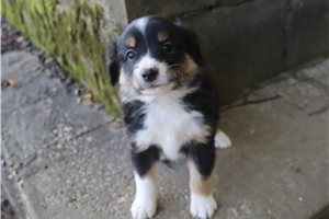 Gabriel - puppy for sale