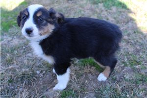 Helena - Miniature Australian Shepherd for sale