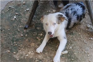 Emma - Miniature Australian Shepherd, placed in Fayetteville