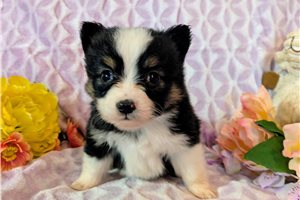 Daniel - Miniature Australian Shepherd for sale
