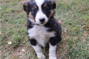 Helena - Miniature Australian Shepherd for sale