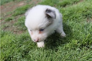 Emma - Miniature Australian Shepherd for sale
