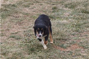 Georgie - puppy for sale